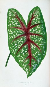 Chantini Caladium leaf. Botanical board in “” Plants with colorful foliage.   1408796   no       norwegian Successfully Translated  Original: Salon Translat: Salon 1366359 no norwegian Successfully Translated Original: Cephalus and Procris Translat: Cephal