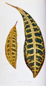 Croton leaf variegata. Botanisk bord i "" Planter med fargerikt bladverk. Samling av de mest bemerkelsesverdige artene som brukes til å dekorere hager, drivhus og leiligheter, av Edward Joseph Lowe og W. Howard, medlemmer av London Horticulture Society. Tr