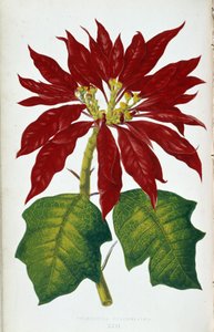 Blomst og blader av julestjerne Pulcherrima. Botanisk bord i "" Planter med fargerikt bladverk. Samling av de mest bemerkelsesverdige artene som brukes til å dekorere hager, drivhus og leiligheter, av Edward Joseph Lowe og W. Howard, medlemmer av