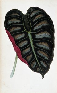 Blad av Alocasia metallica. Botanisk tavle i "" Planter med farget løvverk. Samling av de mest bemerkelsesverdige artene som brukes til å dekorere hager, drivhus og leiligheter, av Edward Joseph Lowe og W. Howard, medlemmer av London Horticulture Society.
