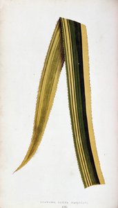 Blad av Ananassa Sativa Variegata. Botanisk planke i "" De fargerike bladplantene.