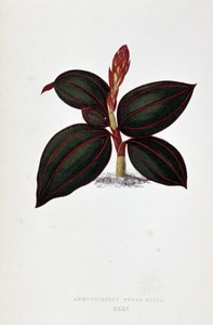 Blad av Anoectochilus Rubro Venia.