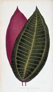 Blad av Cyanophyllum Magnificum. Botanisk bord i "" Planter med fargerikt bladverk.