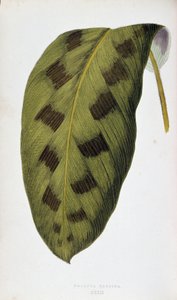 Leaf of Maranta Pardina. Botanical board in “” Plants with colorful foliage. Collection of the most remarkable species used to decorate gardens, greenhouses and apartments, by Edward Joseph Lowe and W. Howard, members of the London Horticulture Society. Tr av Joseph Edward and Howard W Lowe