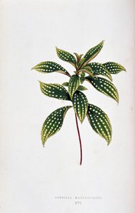 Blad av Sonerila margaritacea. Botanisk bord i "" Planter med fargerikt bladverk. Samling av de mest bemerkelsesverdige artene som brukes til å dekorere hager, drivhus og leiligheter, av Edward Joseph Lowe og W. Howard, medlemmer av London Horticulture Soc