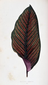 Maranta blad megalis. Botanisk bord i "" Planter med fargerikt bladverk.