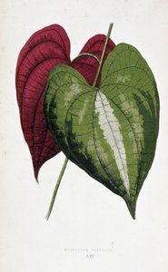 Yam blader i 2 farger (Dioscorea discolor). Botanisk bord i "" Planter med fargerikt bladverk. Samling av de mest bemerkelsesverdige artene som brukes til å dekorere hager, drivhus og leiligheter, av Edward Joseph Lowe og W. Howard, medlemmer av London Hor