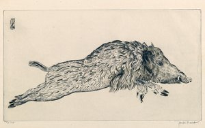 Villsvin (Le Sanglier) (gravering) av Joseph Hecht