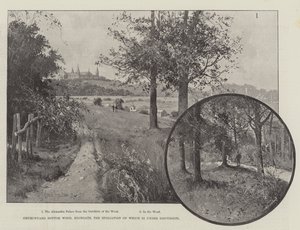 Churchyard Bottom Wood, Highgate, hvis spoliering er under diskusjon av Joseph Holland Tringham