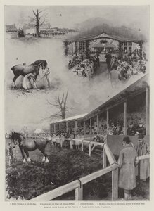 Salg av Shire-hester på Prince of Wales Stud-Farm, Wolferton