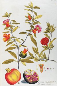 Granateple (Punica granatum) av Joseph Jacob von Plenck (1735-1807), fra Icons of Medicine Plants, Wien