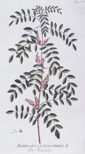 Ekte indigo (Indigofera tinctoria) av Joseph Jacob von Plenck (1735-1807), fra Icones plantarum medicinalium, Wien