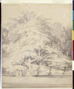 Bøketrær (grå blekk skyller over blyant på hvitt papir) av Joseph Mallord William Turner