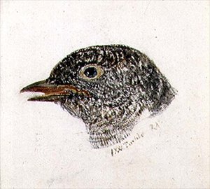 Cuckoo, fra The Farnley Book of Birds, ca. 1816 (blyant og akvarell på papir) av Joseph Mallord William Turner
