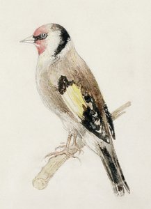 Goldfinch, fra The Farnley Book of Birds, ca. 1816 (blyant og akvarell på papir) av Joseph Mallord William Turner