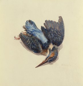 Kingfisher, fra The Farnley Book of Birds, ca. 1816 (penn og blekk og akvarell på papir) av Joseph Mallord William Turner