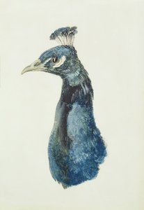 Peacock, fra The Farnley Book of Birds, ca. 1816 (blyant og akvarell på papir) av Joseph Mallord William Turner