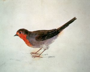 Robin, fra The Farnley Book of Birds, ca. 1816 (blyant og akvarell på papir) av Joseph Mallord William Turner