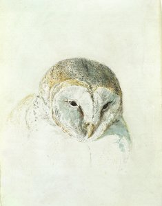 White Barn Owl, fra The Farnley Book of Birds, ca. 1816 (blyant og akvarell på papir) av Joseph Mallord William Turner