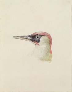 Hakkespett, fra The Farnley Book of Birds, ca. 1816 (blyant og akvarell på papir) av Joseph Mallord William Turner