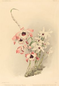 Dendrobium Hybridium Venus og Dendrobium Hybridium Cassiope.