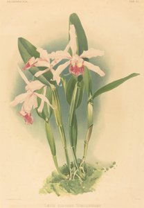 Laelia Elegans Schilleriana.