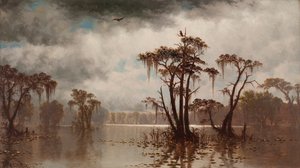 Bayou scene