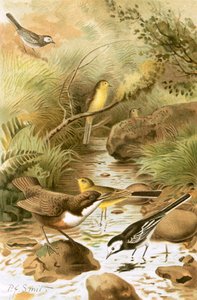 Dipper, Pied Viptail og Gul Viptail