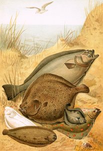 Flat fisk