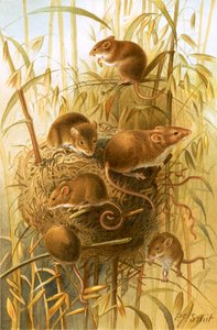 Harvest mus