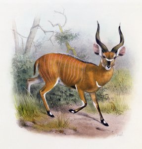 The Broad Horned Antilope, fra 