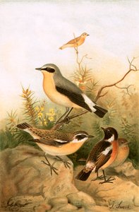 Hvitear, steinsnat og whinchat