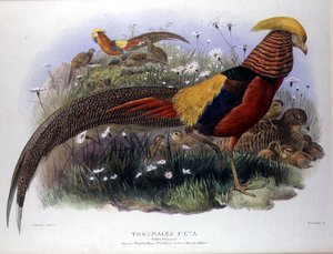 Thaumalea picta (Gullfasan) gravert av M. & N. Hanhart av Joseph and Smit J. Wolf