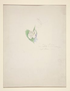 Blomst av Joseph Stella