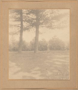 Landskap med trær, ca. 1900.