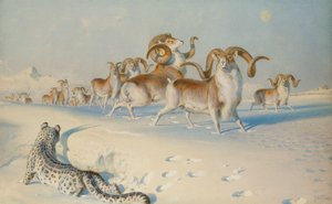En snøleopard som forfølger Ovis Poli, av Joseph Wolf