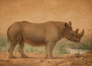 Afrikansk neshorn av Joseph Wolf