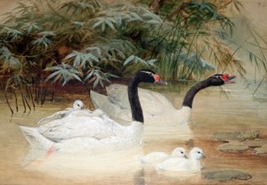 Svarthalset svane (Cygnus nigricollis), 1852-54 av Joseph Wolf