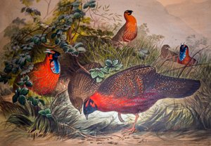 Hornet Tragopan, 1861 av Joseph Wolf