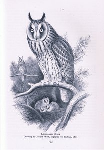 Long Eared Owl, Nature in Britain utgitt av Collins, 1946 av Joseph Wolf