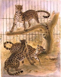 Ocelots i et bur av Joseph Wolf