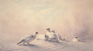 Rype, vinter, 1873 (wc) av Joseph Wolf