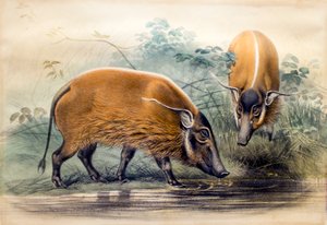 The Red River Hog, 1865 av Joseph Wolf