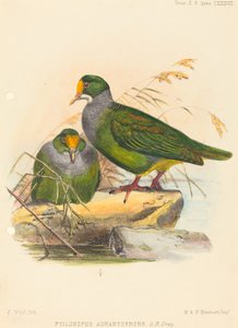 To fugler (Ptilonopus Auranthfrons) av Joseph Wolf
