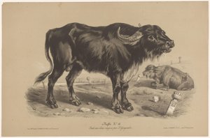bøffel Buffalo (tittel på objekt) Dierenstudies in twee soorten krijt (serietittel) Studie med to blyanter av Z. Gengembre (serietittel)