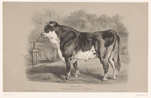 Okse på en eng Taureau (tittel på objekt) Dyrestudier i to typer kritt (serietittel) Etude aux deux fargestifter av Z. Gengembre (serietittel på objekt)