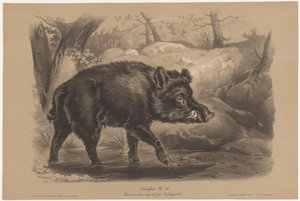 Villsvin Sanglier (tittel på objekt) Dyrestudier i to typer kritt (serietittel) Etude aux deux fargestifter av Z. Gengembre (serietittel)