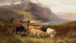 Highland Cattle med en Collie