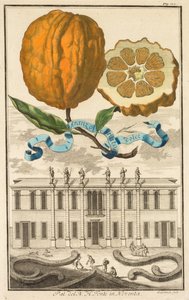 Nurnbergische Hesperides: No185 - Sweet Striated Aranzo. Palazzo del N. H. Fonte i Noventa, c1708.