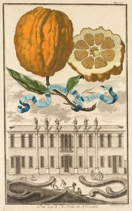 Nurnbergische Hesperides: nr. 185 - Sweet Striated Aranzo. Palazzo del N. H. Fonte i Noventa